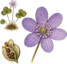 Round-lobed Hepatica