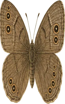Carolina Satyr