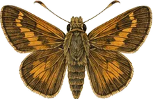 Leonard's Skipper