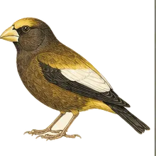 Evening Grosbeak