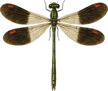 American Rubyspot