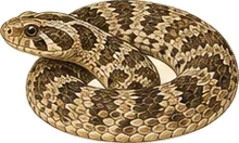 Western Hognose Snake