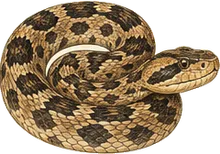 Eastern Hog-nosed Snake