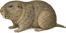 Hispid Pocket Gopher