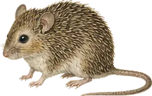 Southern Spiny Pocket Mouse