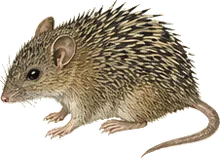 Desmarest's Spiny Pocket Mouse