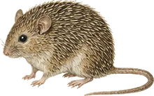 Mexican Spiny Pocket Mouse