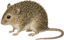 Slim-tailed Spiny Pocket Mouse