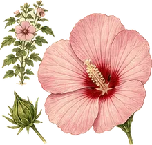 Swamp Rose-mallow