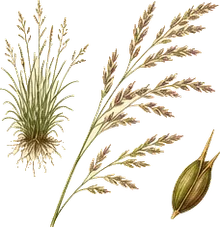Sweetgrass