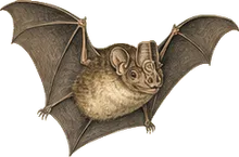 Bicolored Roundleaf Bat