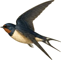 Barn Swallow