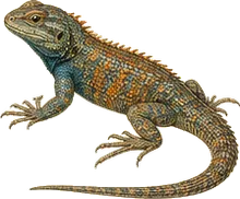 Lesser Earless Lizard