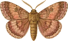 Rosy Rustic Moth