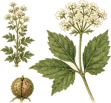 Virginia Waterleaf
