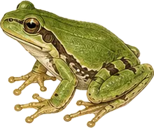 Pine Woods Tree Frog