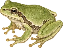 Squirrel Tree Frog