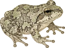 Gray Tree Frog