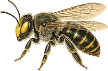Yellow-faced Bee