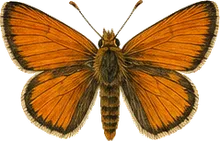 Fiery Skipper
