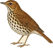 Wood Thrush