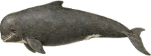 Northern Bottlenose Whale