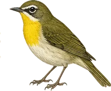 Yellow-breasted Chat