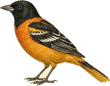 Bullock's Oriole