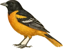 Baltimore Oriole