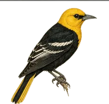 Scott's Oriole