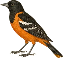 Spot-breasted Oriole