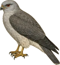 Mississippi Kite