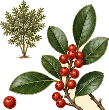 Smooth Winterberry