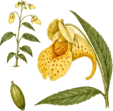 Pale Jewelweed