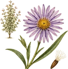 Stiff Aster