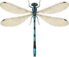 Eastern Forktail