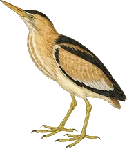 Least Bittern