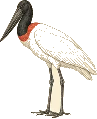 Jabiru