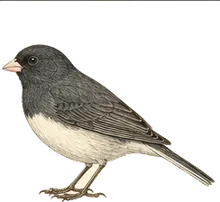 Yellow-eyed Junco