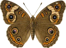 Common Buckeye