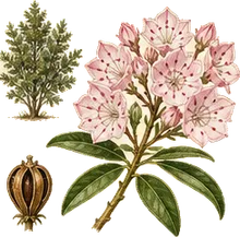 Sheep Laurel