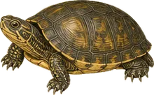 Yellow Mud Turtle