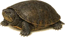 Eastern Mud Turtle