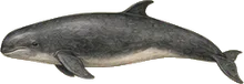 Pygmy Sperm Whale