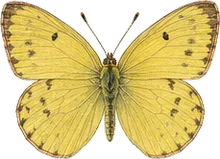 Lyside Sulphur