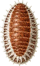 Lac Scale Insect