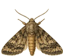 Bristly Cutworm Moth