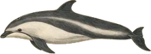 Atlantic White-sided Dolphin