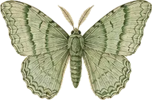 Pine Looper Moth