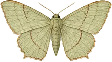 Hemlock Looper